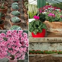 Vivaio Il Giardiniere